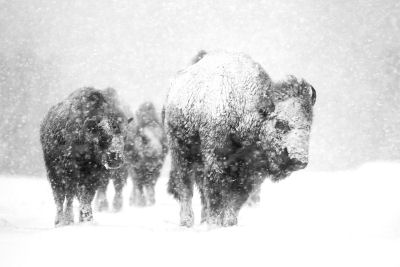 Mark took the winning shot of Bison in Yellowstone earlier this year Mark took the winning shot of Bison in Yellowstone earlier this year
