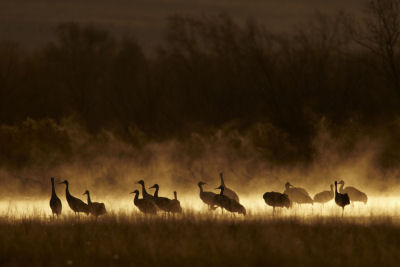 A cold night turned to dawn the early morning sun started to burn off the mist rising from the lagoon where these over-wintering Sandhill Cranes had spent the night. Mark had only encountered these conditions on this one morning of many at these wintering grounds over the last 2 years of visiting and it was over in moments - the birds heading off to feed and the mist burning off in tandem. A cold night turned to dawn the early morning sun started to burn off the mist rising from the lagoon where these over-wintering Sandhill Cranes had spent the night. Mark had only encountered these conditions on this one morning of many at these wintering grounds over the last 2 years of visiting and it was over in moments - the birds heading off to feed and the mist burning off in tandem.