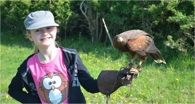 Sophie Cox with Harris Hawk