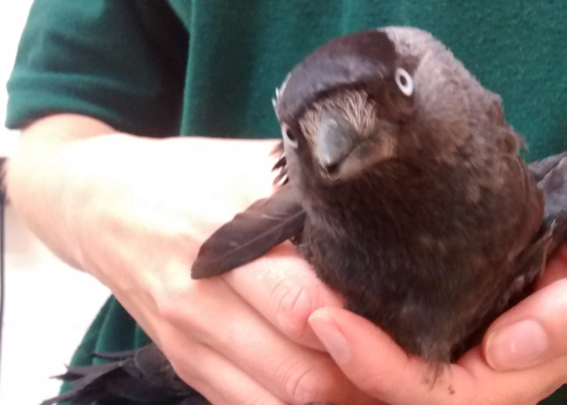The jackdaw was found with pellet gun injuries on Church Street in Oswestry