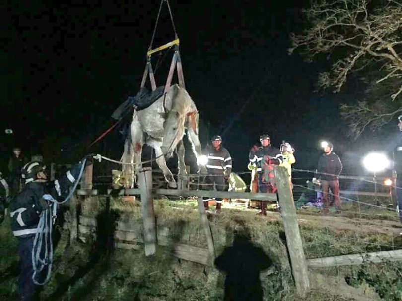 The horse was rescued using specialist equipment. Photo: @SFRSWellington