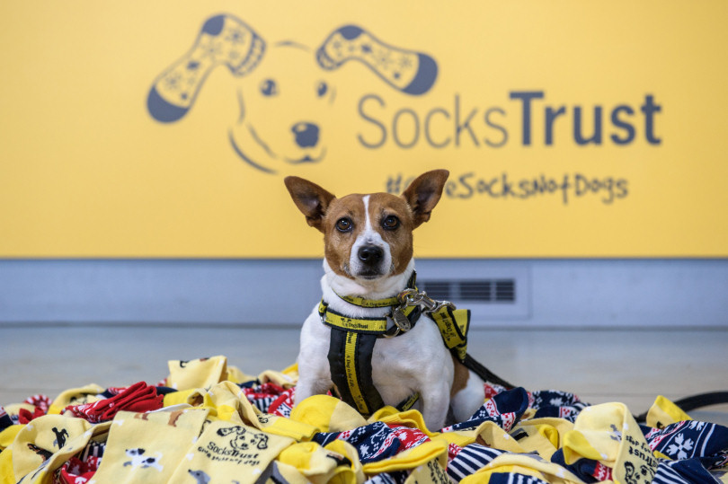 Cinnamon the Jack Russell sits proudly in front of the newly rebranded Socks Trust welcome desk