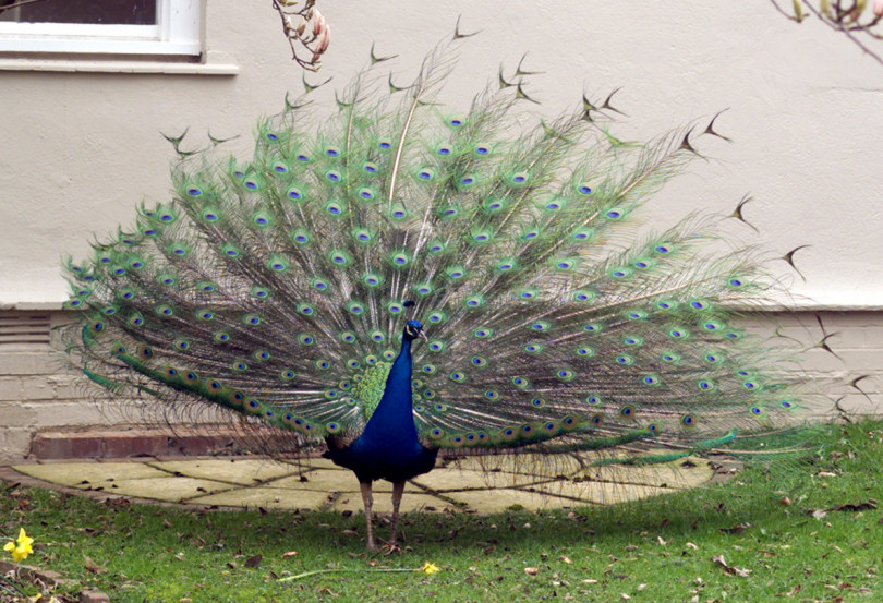 Percy the Peacock was a firm favourite with staff and patients
