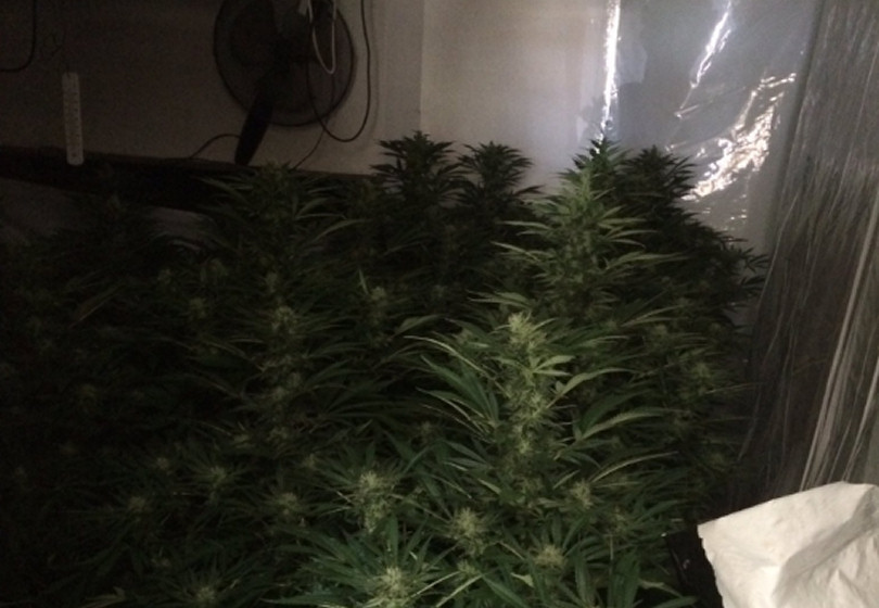 Cannabis plants inside the property at Reabrook in Shrewsbury. Photo: @ShrewsburyCops