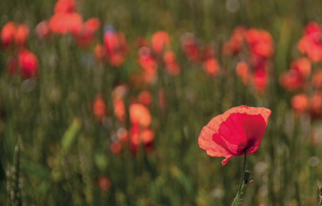 Seeds of Peace performance will remember sacrifices of WW1