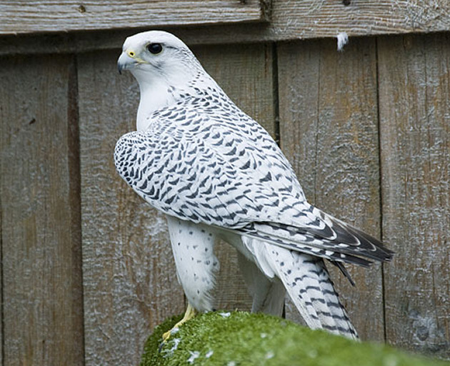 Search launched to locate Grace the Falcon