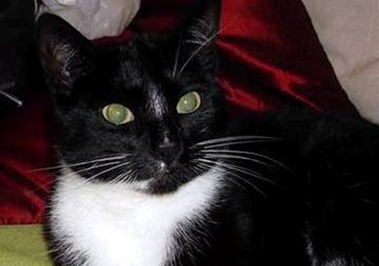 Brosley cat returns home after being caught in illegal snare