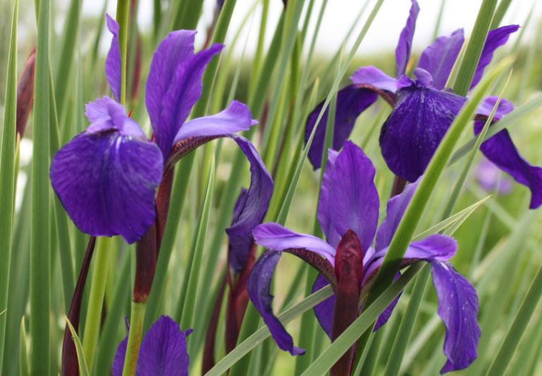 Rare iris tracked down for charity auction at Welshampton Plant Fair