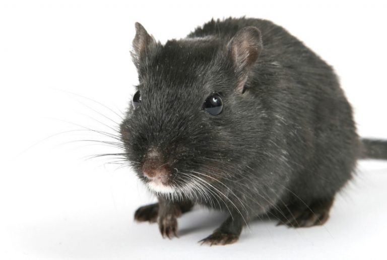 Rat forces closure of Shropshire Council’s Column Restaurant