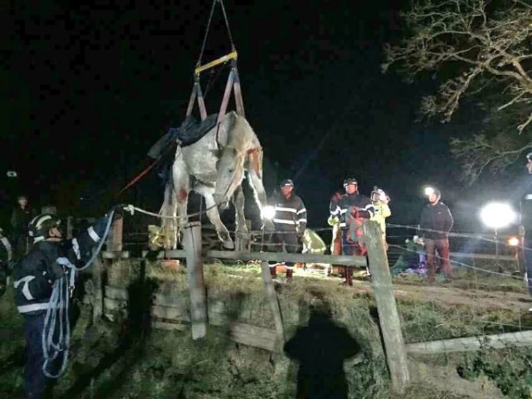 The horse was rescued using specialist equipment. Photo: @SFRSWellington