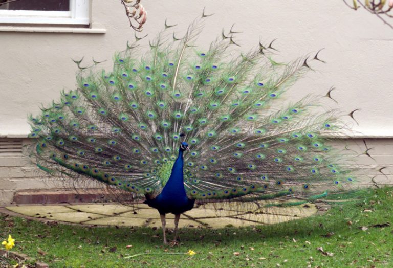 Percy the Peacock was a firm favourite with staff and patients