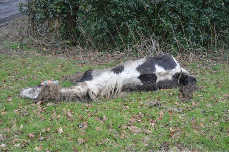 The female horse was found at the side of the B4364, in Cleobury North