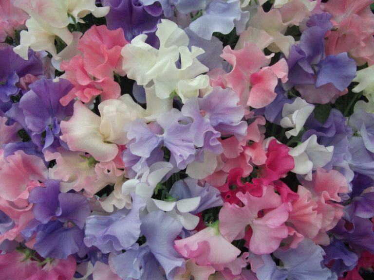 Highly Perfumed Mixed Spencer