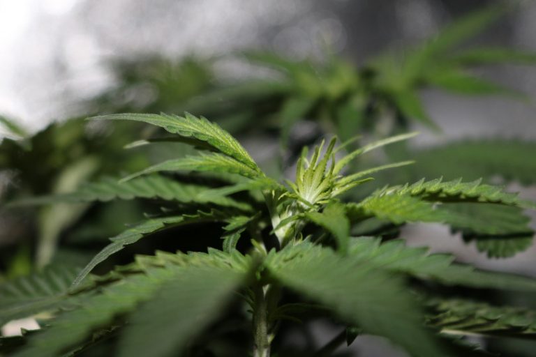 Generic image of a cannabis plant