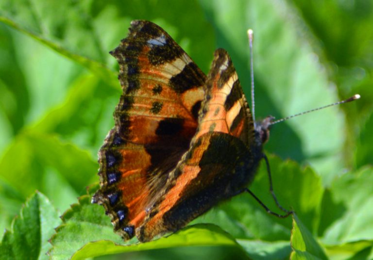 A small tortoiseshell Eurasian butterfly photographed at Old Oswestry Hillfort. Photo: Graham Mitchell