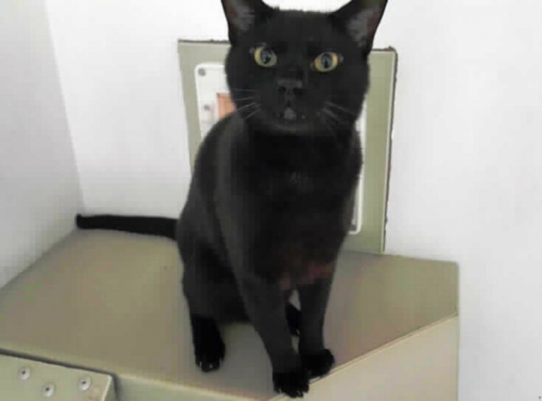 Eight-year-old Aston is just one of the cats at RSPCA Gonsal Farm