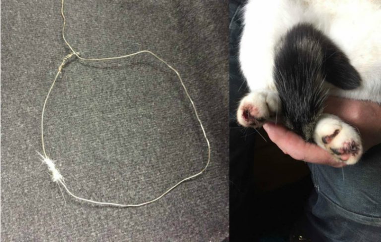 The snare trap which caused unnecessary suffering to the cat. Photos: RSPCA