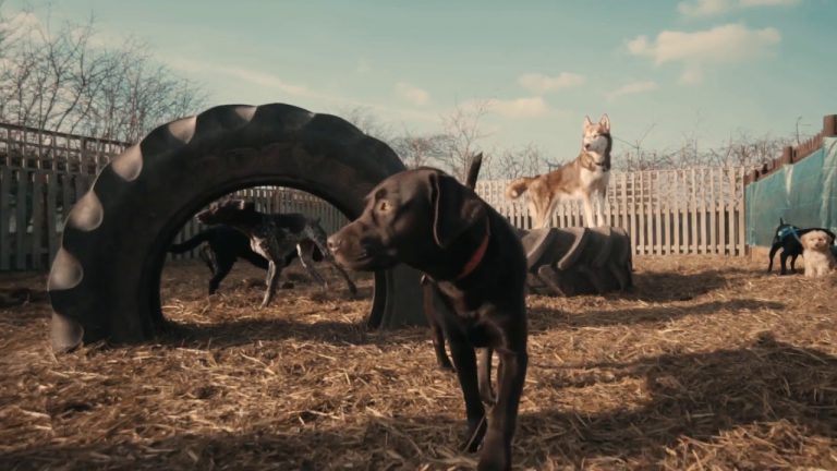 Shropshire’s first ‘Doggy hotel’ transforming the future of canine care