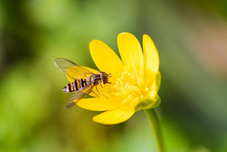 A Marmalade hoverfly one of the common pollinators found at Old Oswestry and the Cambrian Railway orchard. Photo: Will Hawkes