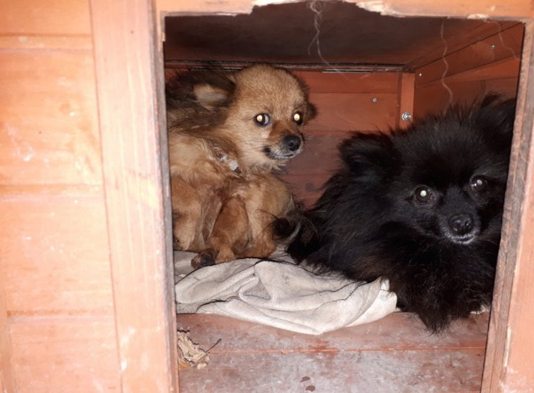 Two of the dogs seized by police during the operation. Photo: @LpptNWestMercia
