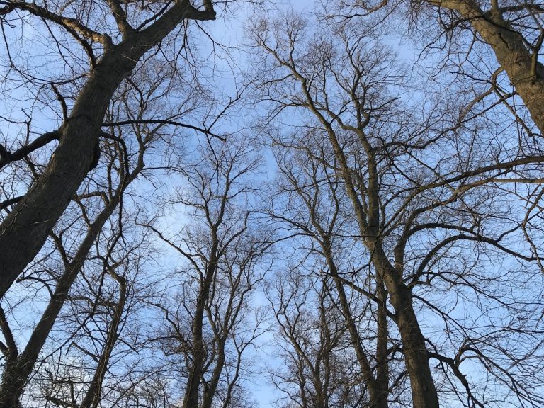 Storm Freya set to bring windy weather to Shropshire