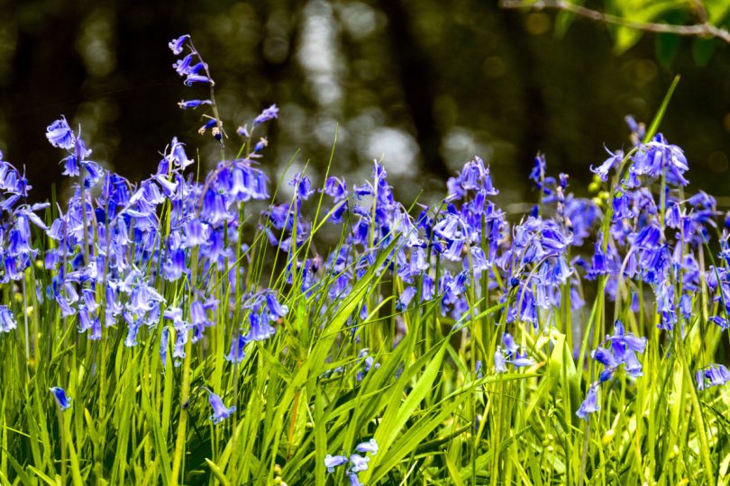 Blankets of bluebells in Dudmaston’s Dingle. Photo: John Melhuish