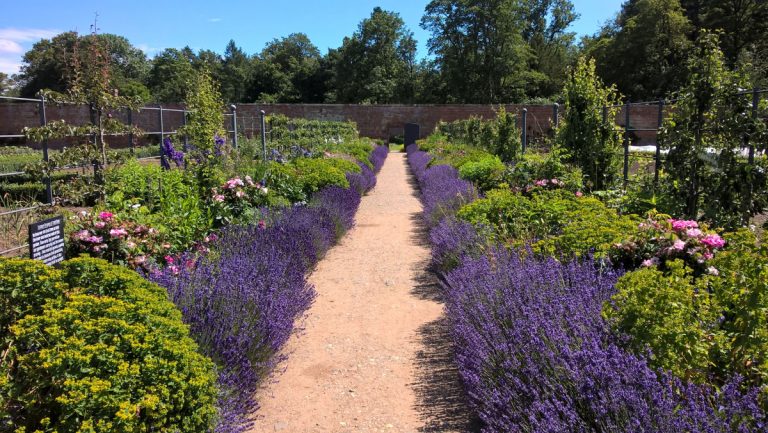 The Walled Garden at Attingham Park. Photo: National Trust/Rachel Barnes