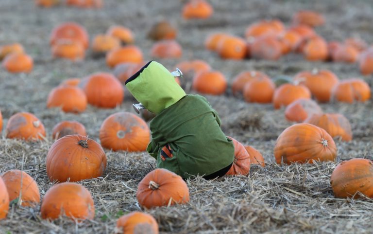 Halloween Apley Farm Shop 2019