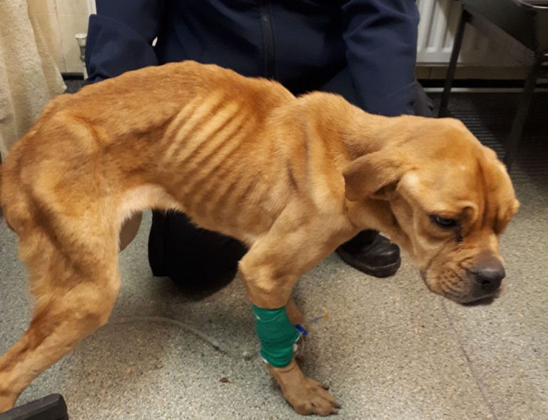 Enquiries are ongoing to trace the owner of the dog