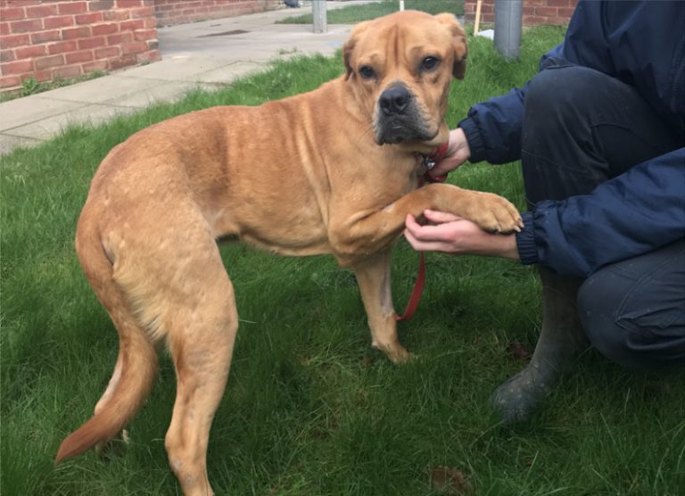 A healthier looking Honey after being cared for at the RSPCA’s Gonsal Farm centre in Shrewsbury