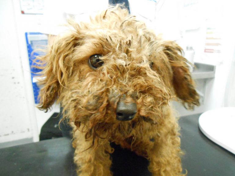 The number of animals being cared for by the RSPCA at centres, hospitals and vet surgeries has also grown by hundreds