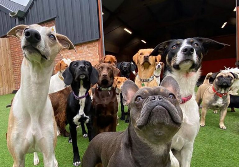 K9 Anytime, run by local entrepreneurs Tom Haynes and Luke Bird, has launched a whole new pampering experience for canines