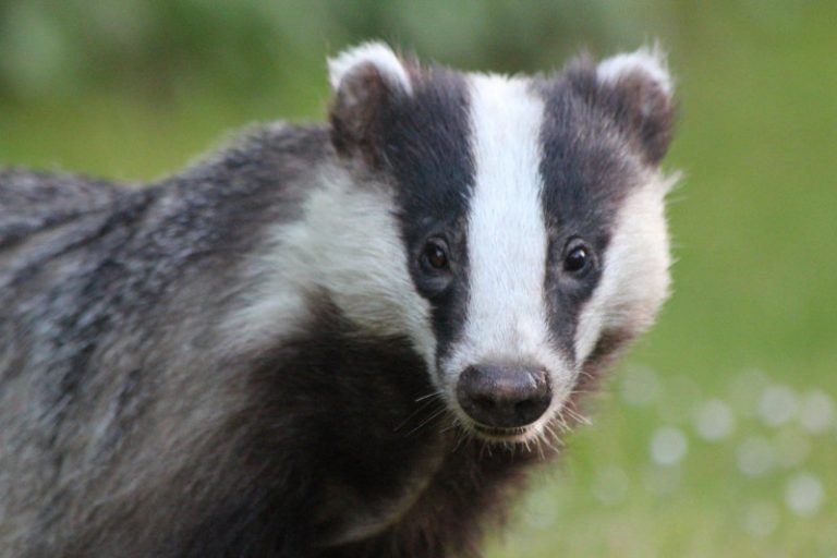 Badger cull extended to include Shropshire