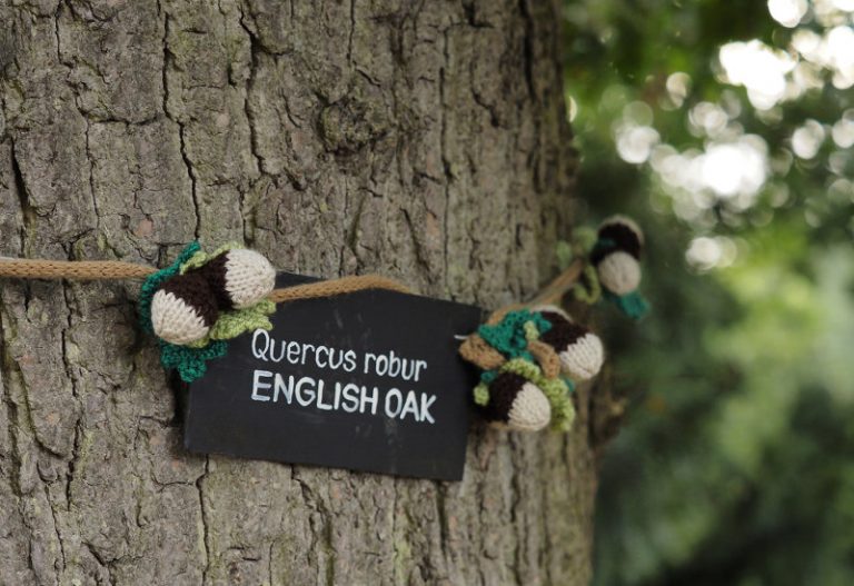 Nature inspired knitted creations are on display for Woollen Woods at Attingham Park. Photo: National Trust/Jayne Gough