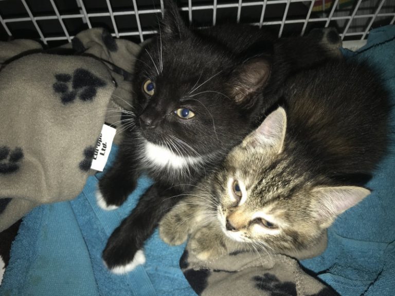 The kittens named Velvet and Vespa are now doing well in the care of the animal welfare charity. Photo: RSPCA