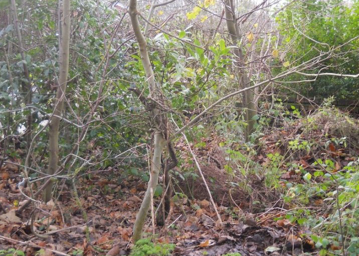 The land the proposed houses will be constructed on