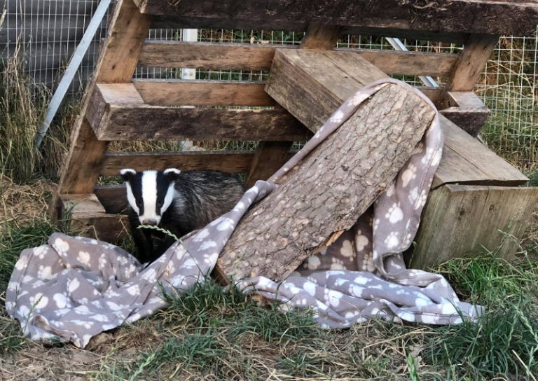 The badger enclosure is a vital to enable the rehabilitation of orphaned cubs