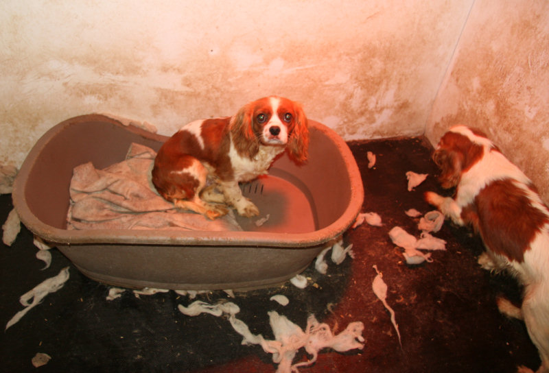 In this case, puppies were found to have been bred in completely unsuitable conditions in circumstances. Photo: RSPCA