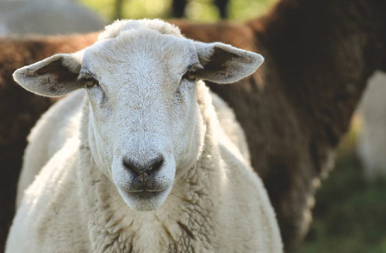 Cases of E.coli linked to Acton Scott historic working farm