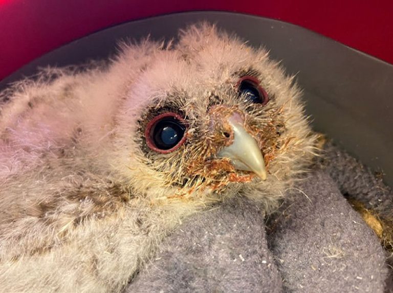 One of the baby owls. Photo: Cuan Wildlife Rescue