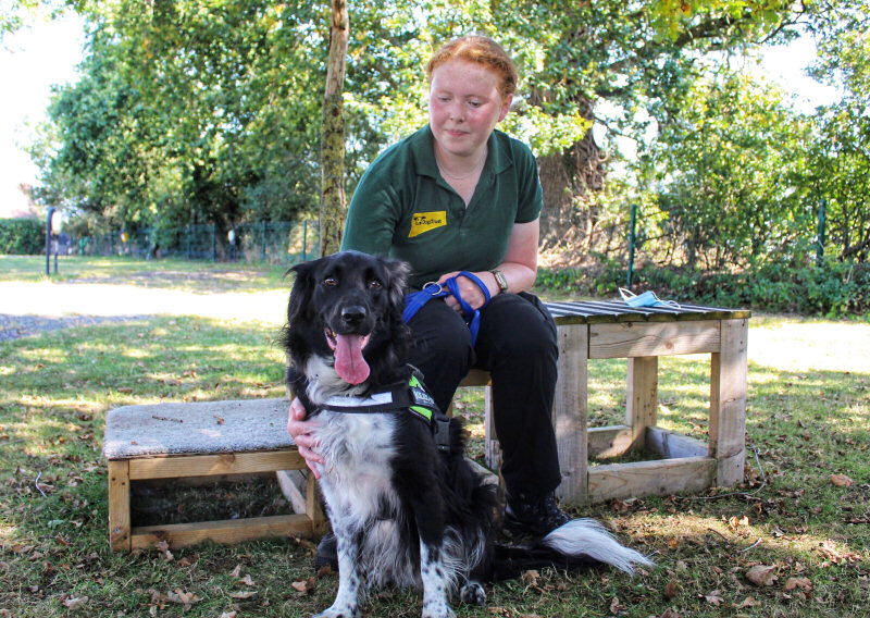 Canine Carer Ella Humphries is pictured with Collie Cross, Speedy, at Dogs Trust Shrewsbury