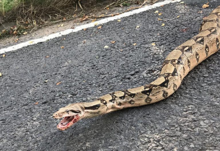 The boa was diagnosed with a broken jaw but sadly died. Photo: RSPCA