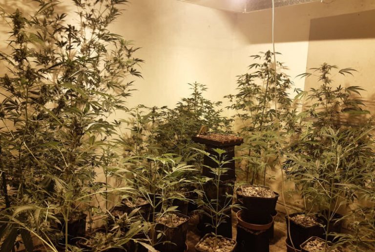 A large number of cannabis plants were seized during the warrant. Photo: West Mercia Police