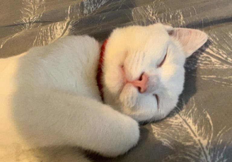 Ten-month-old Marley died after being shot by an air gun