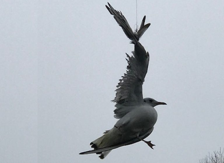 The gull was entangled in line and hanging from a tree by its wing. Photo: RSPCA