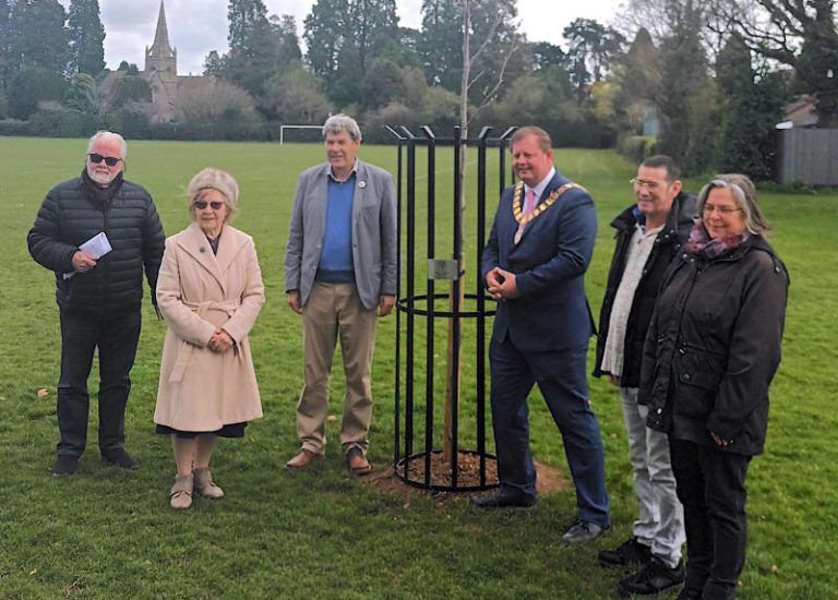 One of the saplings being planted in Wellington to commemorate the jubilee