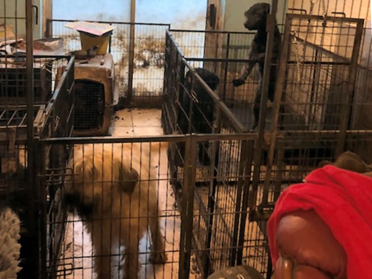 The man and woman failed to ensure the needs of 18 dogs - all Bouviers de Flandres and Portuguese water dogs