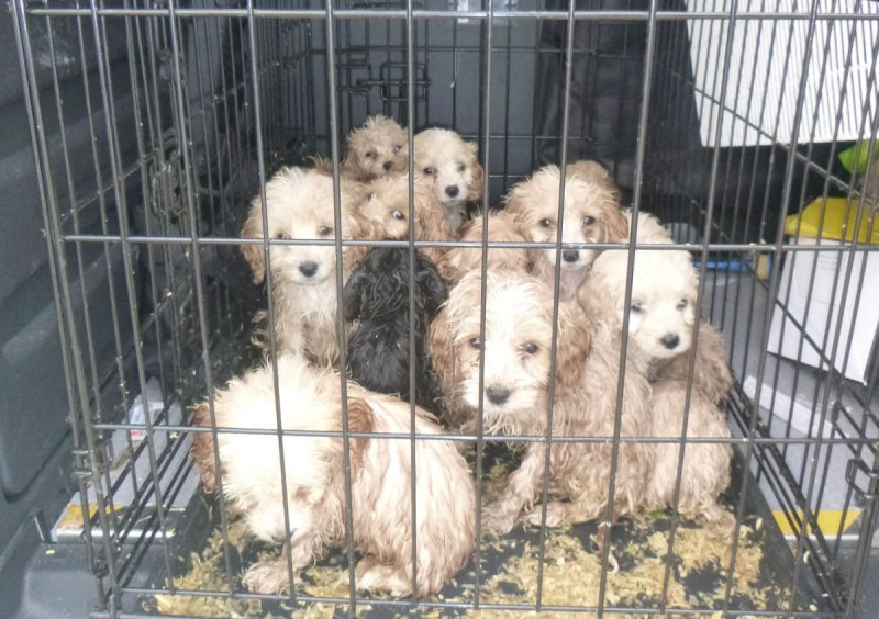 Dogs were the most abandoned pet