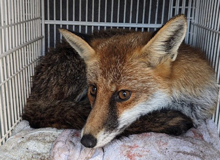 An RSPCA officer rescued the fox before taking it to Cuan Wildlife Rescue in Much Wenlock. Photo: RSPCA