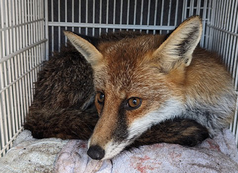 An RSPCA officer rescued the fox before taking it to Cuan Wildlife Rescue in Much Wenlock. Photo: RSPCA